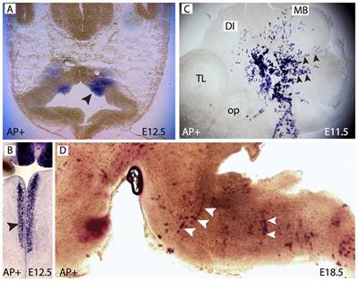 Foxb1 Regulates Negatively the Proliferation of Oligodendrocyte Progenitors